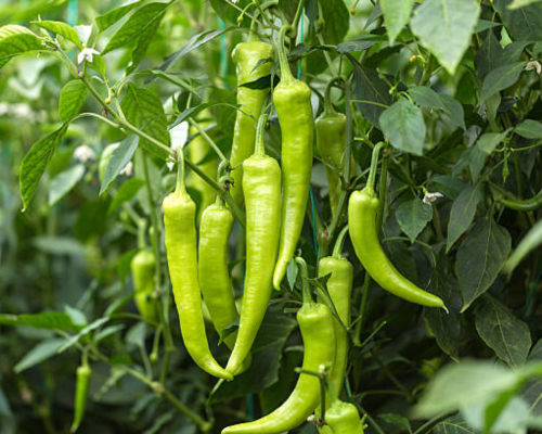 Green Chili