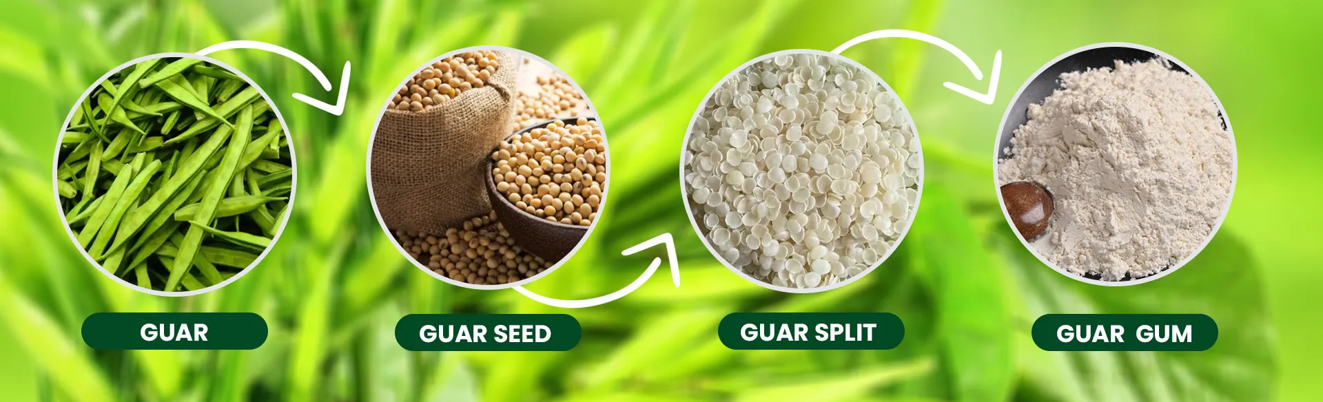Guar Gum Powder Exporter